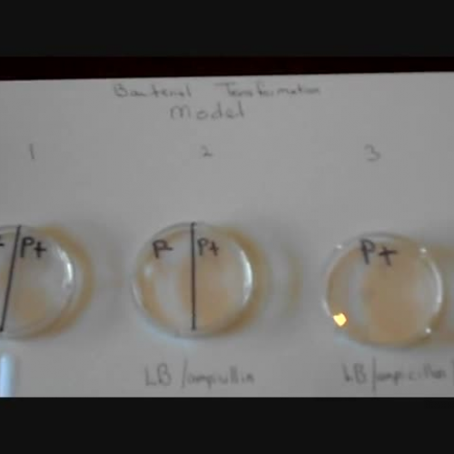 Transformation of Bacteria Ver 2_0001