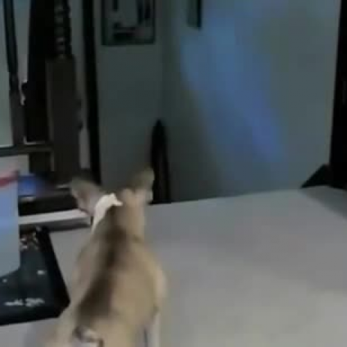Cat vs Trolling Dog!