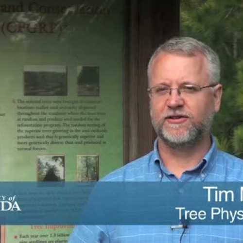 Pine Tree Research