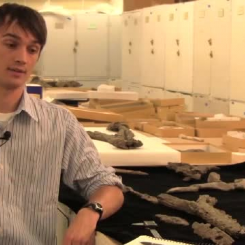 Ancient Crocodile Relative Fossils