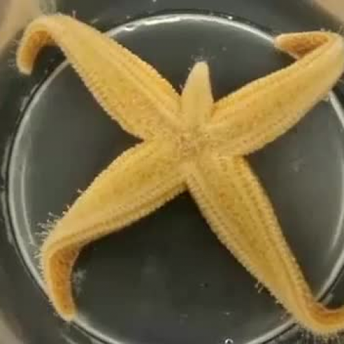 Time Lapse- Starfish flipping over