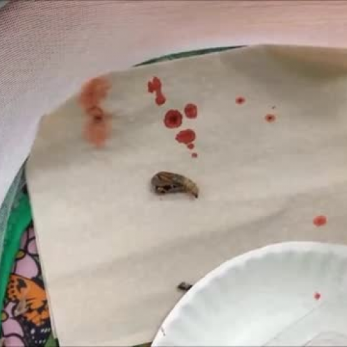 A Painted Lady Butterfly Emerges from a Chrys