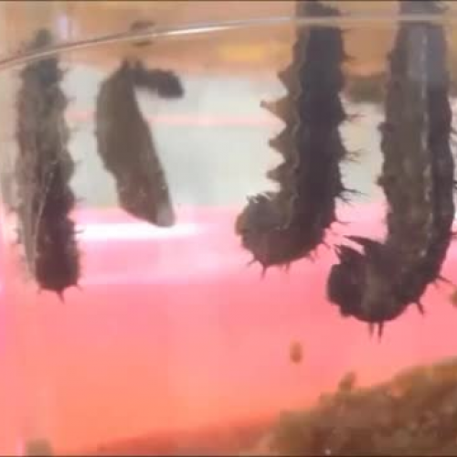 Chrysalis Video