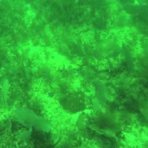 Coral Larvae Settlement