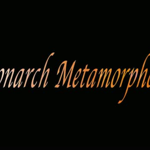 Monarch metamorphosis 