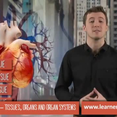 Tissues, organs and organ systems: GCSE Biolo