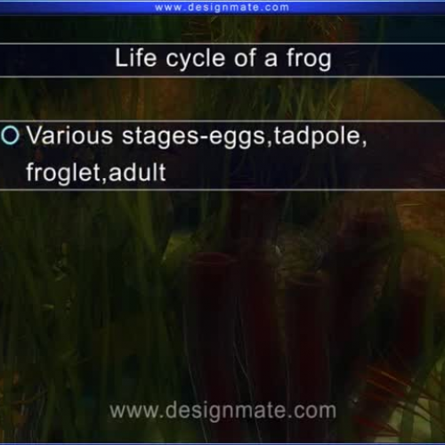 Life cycle of a frog - English - Designmate