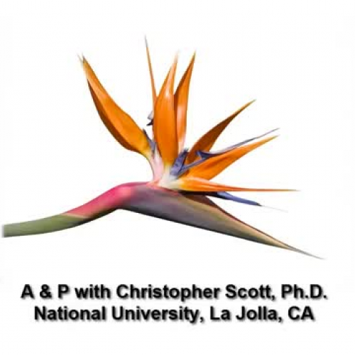 Blackboard video on Lipid Metabolism v2