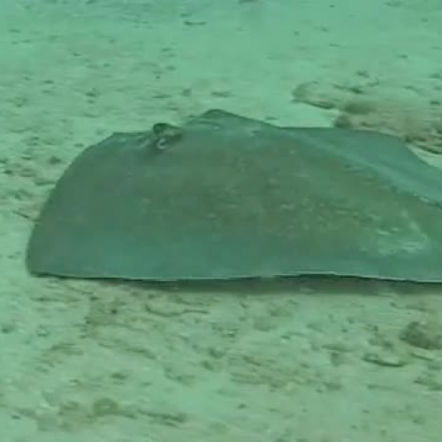 MarineLab Promo Video