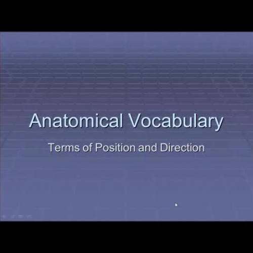 Basic Anatomy Vocab