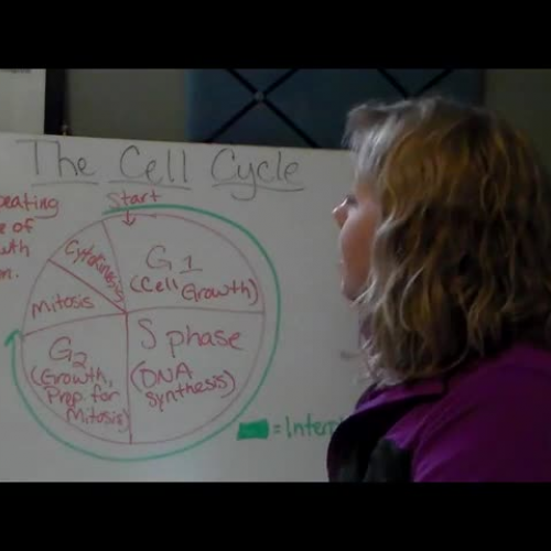 The Cell Cycle