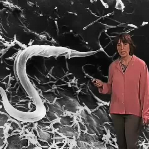 Spanish 1 Chapter 1 Introductions