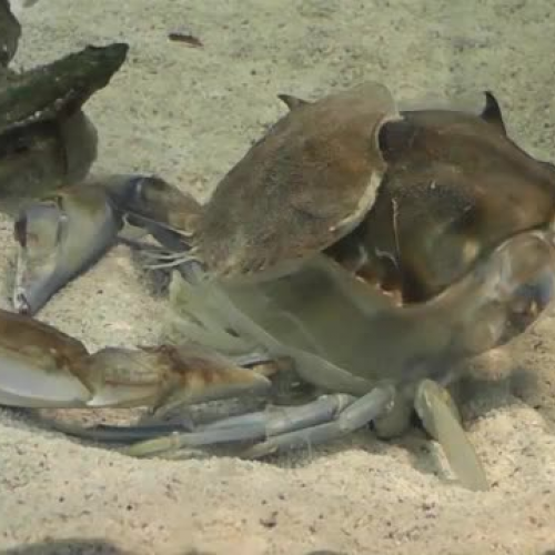 blue crab