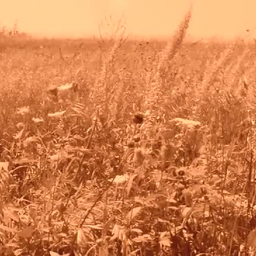 Litany of the Prairie Music Video