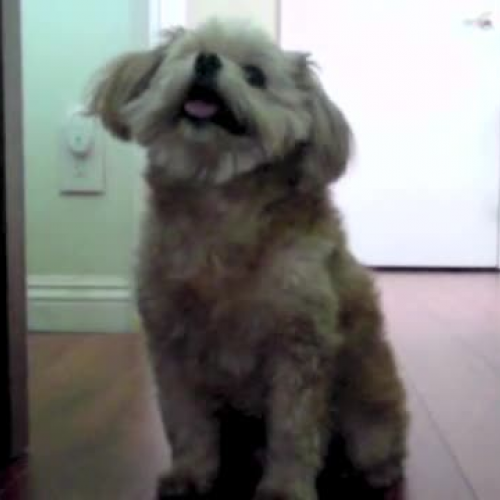 Fallacious Reasoning