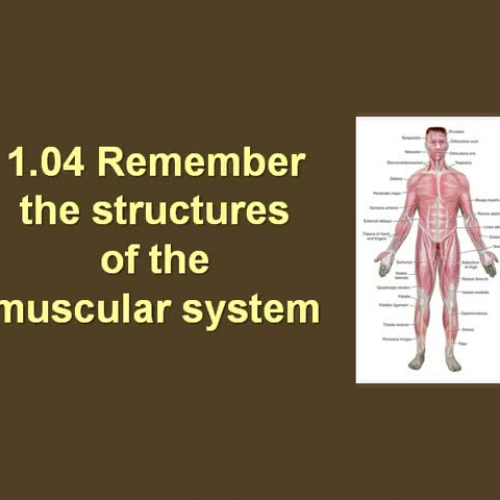 HS 1- 1.04 Structures of Muscular System