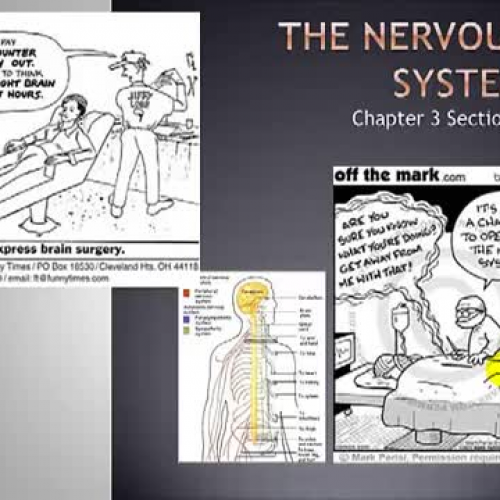 3-1: The Nervous System