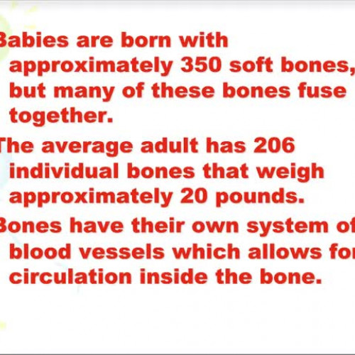 HS1 Skeletal System Overview