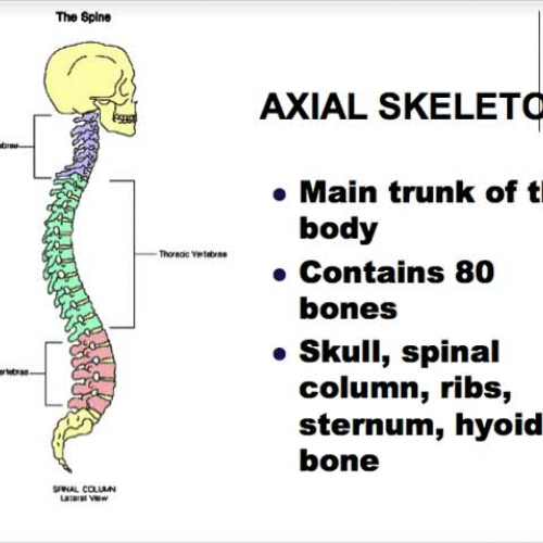 HS1 The Skeletal Bones