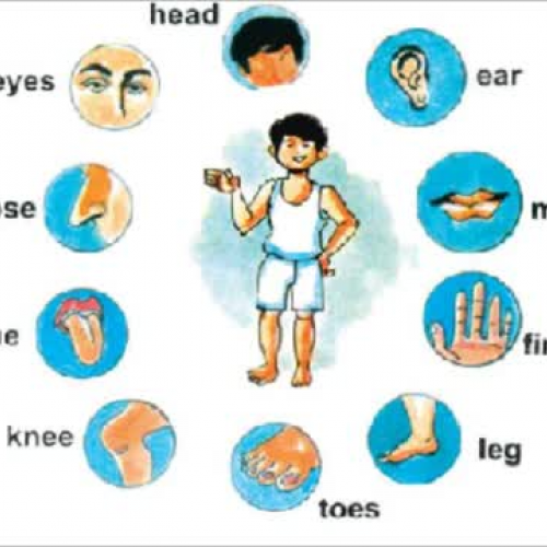 Parts of the Body