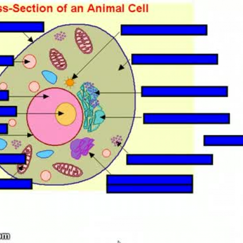 Science - label cell parts