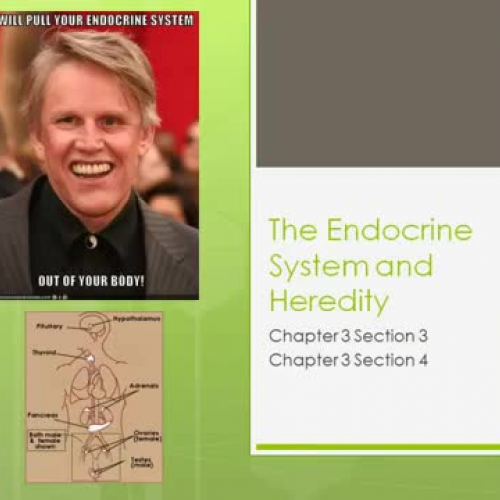 3-3 and 3-4- Endocrine System and Heredity