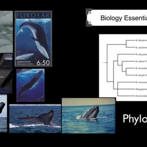 Phylogenetics