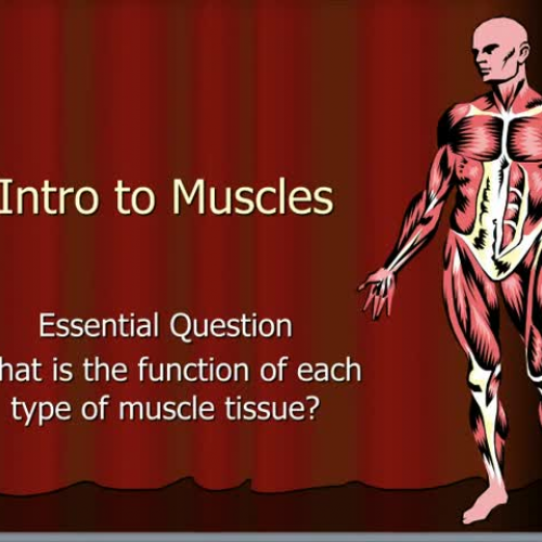 HS1 Muscle System Introduction