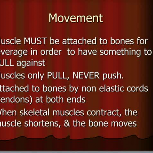 HS1 Muscle Actions