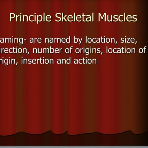 HS1 Principle Skeletal Muscles