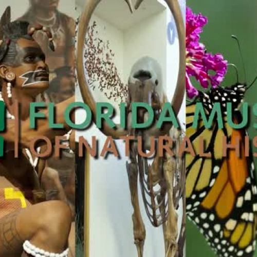 Permanent exhibits overview - Florida Museum 