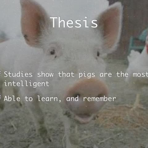 Why Pigs Are Intelligent