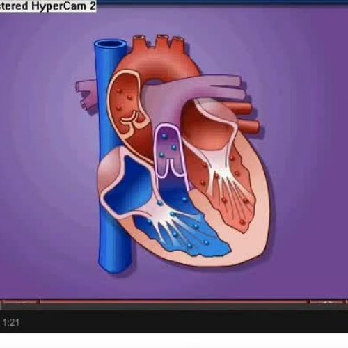 HS1 Cardiac Systole &amp; Diastole