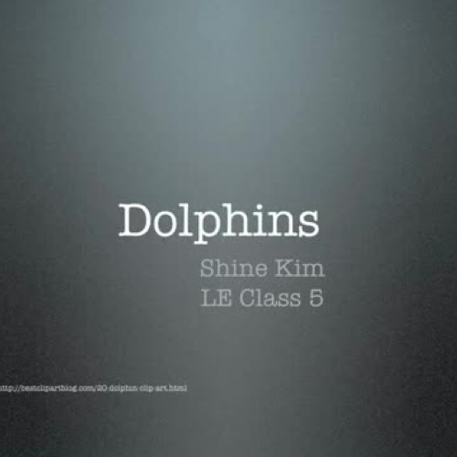 Dolphins Research Project