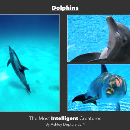 Dolphins Are the Smartest Animalsmov