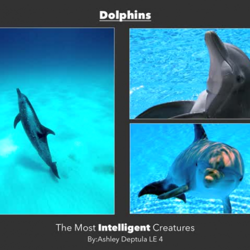 Dolphins Are the Smartest Animalsmov