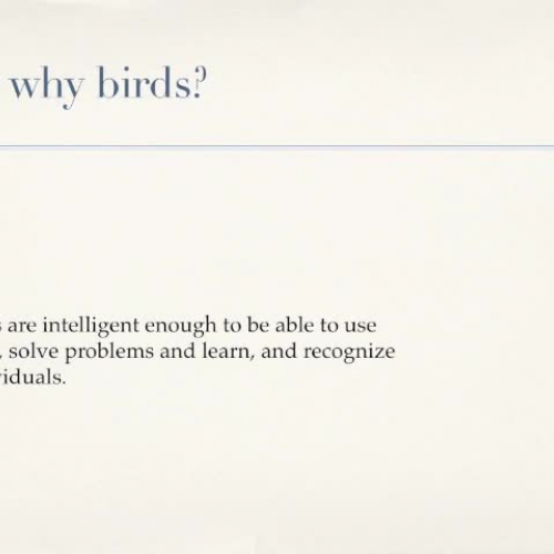 Birds Research Presentation