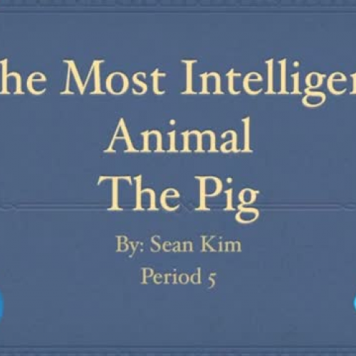 The Most Intelligent Animal