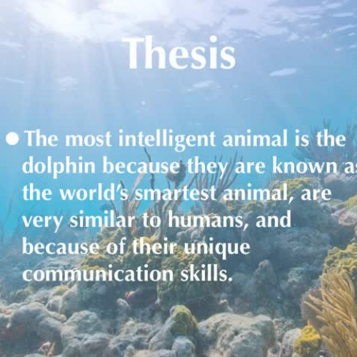 Dolphins: Research Presentation