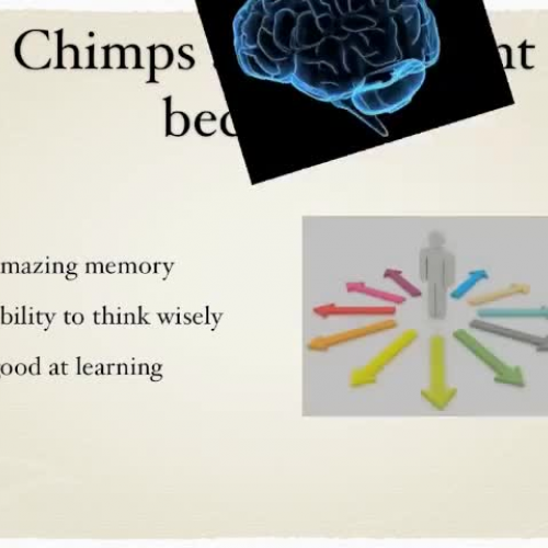 4ChimpanzeeKongHaYoung