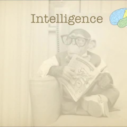 Chimpanzee Research Presentation