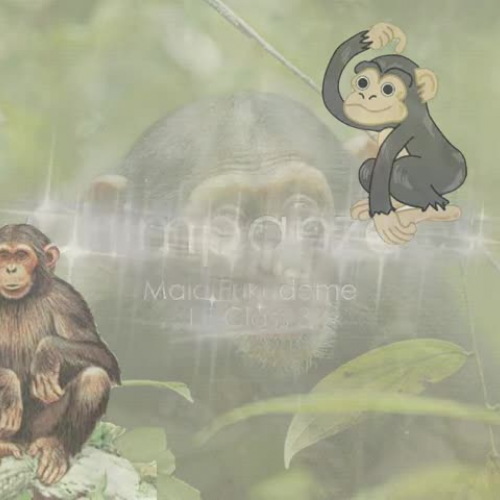 Chimpanzee Research Keynote - Maia Fukudome