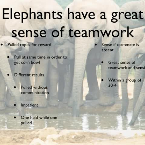 ELEPHANTS