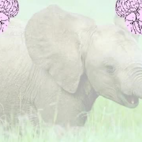 Elephant Intelligence Presentation
