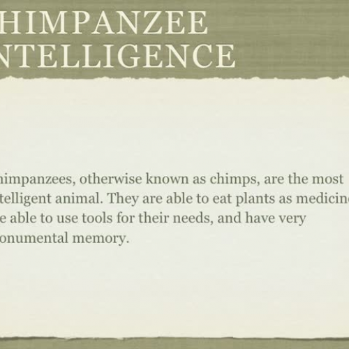 The Intelligence of Chimpanzees