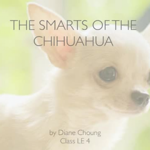 Research Presentation Chihuahuas