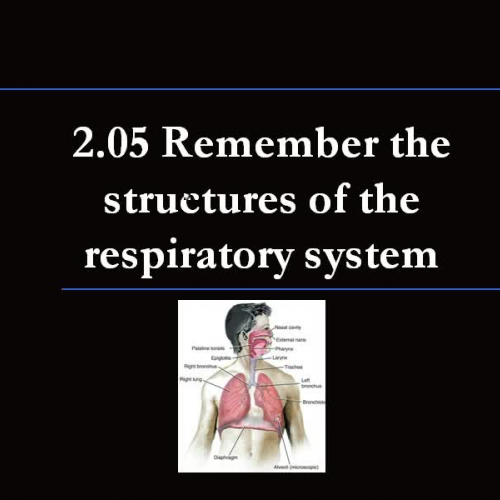 2.05 Structures of Respiratory System