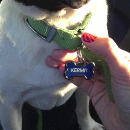 Teacher’s Pet (Literature Vocab Story)