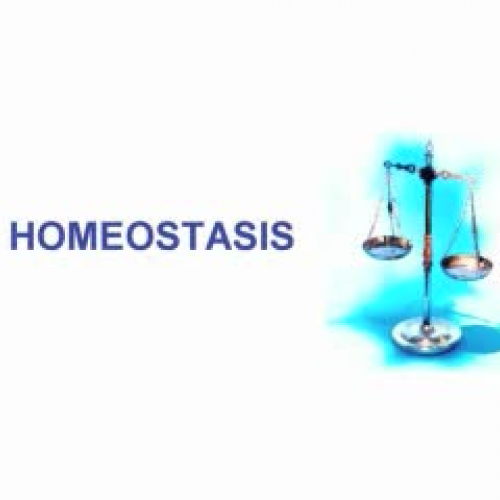 Recio, Jessica digital story_0001