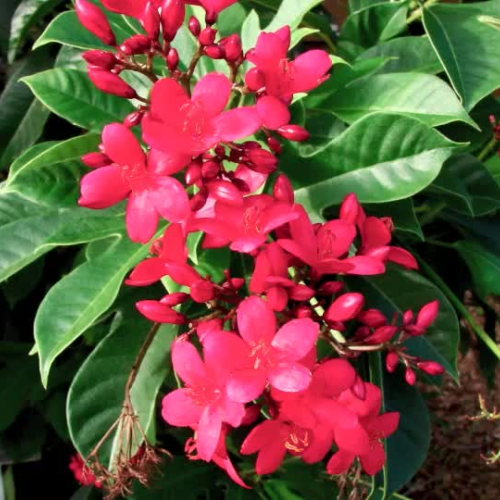 Vocabulary Digital Story RED4043 UCF 